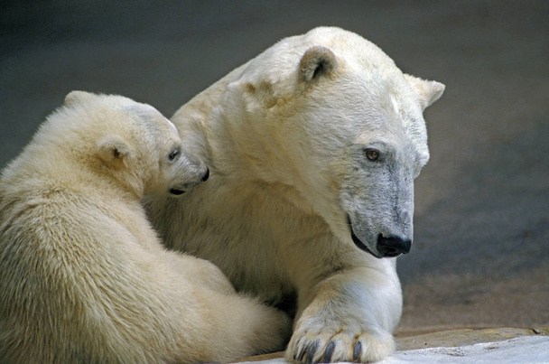 Polar Bear, thalarctos maritimus, Female with Pup   - Foto, afbeelding