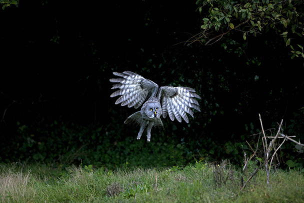 Great Grey Owl, strix nebulosa, Adult in Flight   - Fotó, kép