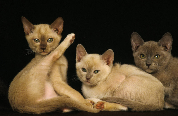 Chocolate Burmese und Zibeline Burmese Domestic Cat, Kätzchen vor schwarzem Hintergrund   - Foto, Bild