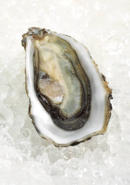 French Oyster Called Marennes d'Oleron, ostrea edulis, Seafoods on Ice    - Φωτογραφία, εικόνα