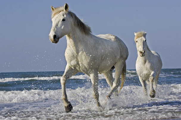 Камаргський кінь, кінь, що стоїть на пляжі (Сент - Марі - де - ла - Мер) на південному сході Франції.   - Фото, зображення