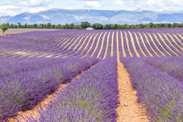 Lavender field in the south of France - Foto, afbeelding