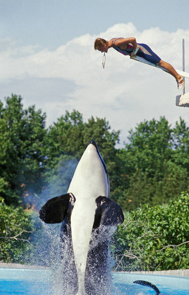 Killer Whale, Orcinus orca, Marineland Antibesissa Ranskassa
  - Valokuva, kuva