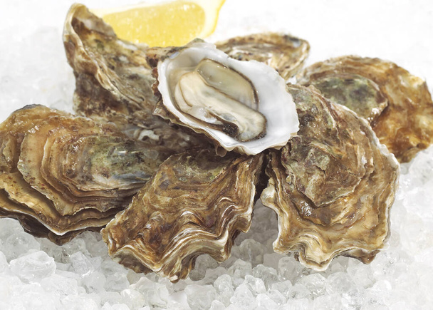 French Oyster Called Marennes d'Oleron, ostrea edulis, Seafoods on Ice    - Foto, Bild