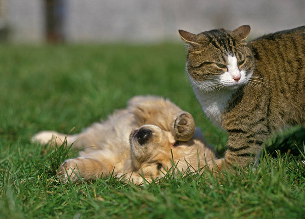 Golden Reviever Pup pelaa kotimaisen kissan kanssa
  - Valokuva, kuva