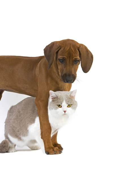 Male Lilac and White British Shorthair Domestic Cat with a Rhodesian Ridgeback 3 Months old Puppy    - Photo, Image