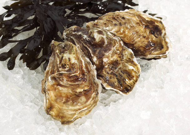 French Oyster Called Marennes d'Oleron, ostrea edulis, Seafoods on Ice    - Φωτογραφία, εικόνα
