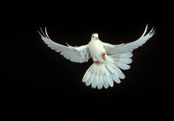 Fehér galamb, columba livia, felnőtt repülés ellen fekete háttér   - Fotó, kép