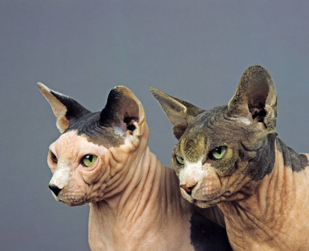 Sphynx Domestic Cat, Hairless Cat, Portrait of Adults on Grey Background   - Fotoğraf, Görsel