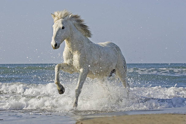 Camargue Horse Καλπάζοντας στην παραλία, Saintes Marie de la Mer στη Νότια Γαλλία   - Φωτογραφία, εικόνα