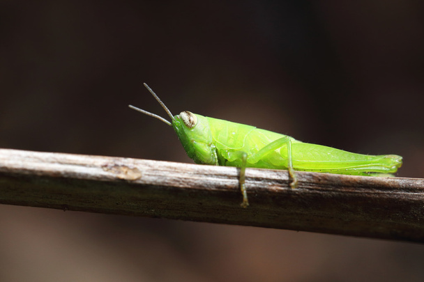 κοντινό πλάνο grasshopper σε κλάδο - Φωτογραφία, εικόνα