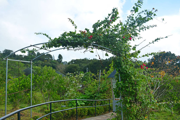 Regina Rica Rosarii curved path way in Tanay, Rizal, Philippines - Photo, Image