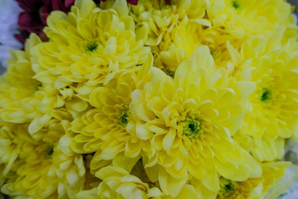Crisantemo amarillo, un ramo combinado. Primer plano de flores.Hermoso fondo floral. Enfoque selectivo
. - Foto, Imagen