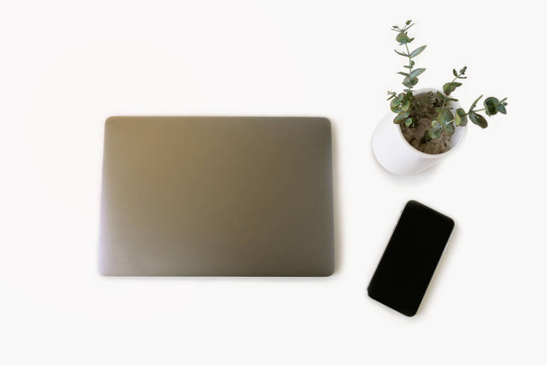 Work table flat lay photo on white: laptop and smartphone, eucalyptus in a pot. - Photo, Image