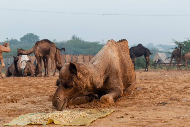 Pushkar, Rajastán / India - Noviembre 2019: El viaje de los camellos y sus comerciantes en la feria comercial de camellos en pushkar
 - Foto, imagen