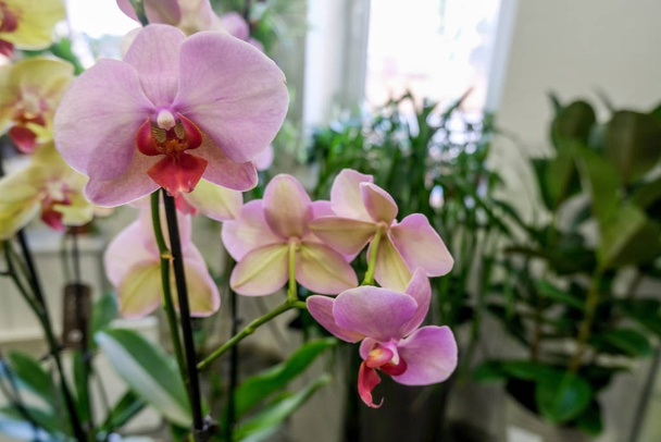 As flores de orquídea fecham. Fundo floral bonito. Conceito de cuidado de orquídeas em casa
. - Foto, Imagem
