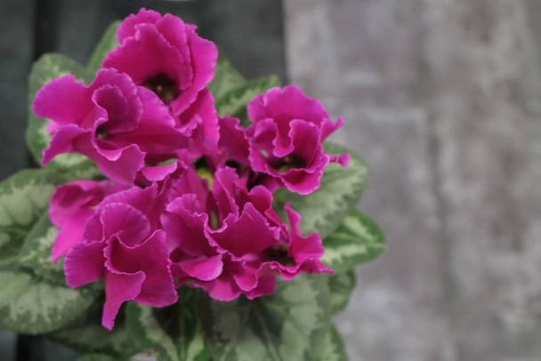 Begonia floral beau fond. Concept de jardinage et de plantes d'intérieur
.  - Photo, image