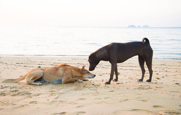 Perro negro será besar perro marrón con postrado en la playa en el momento de la puesta del sol. Perro amante concepto de pareja. Concepto de amor. San Valentín
. - Foto, imagen