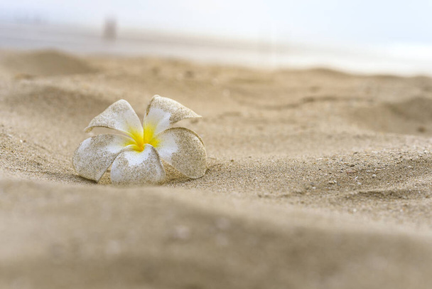 Flor de Plumeria Blanca mancha con arena en la playa. primer plano Frangipani. Concepto solo. Concepto de inspiración vital. citar mensaje. Copiar espacio
. - Foto, imagen