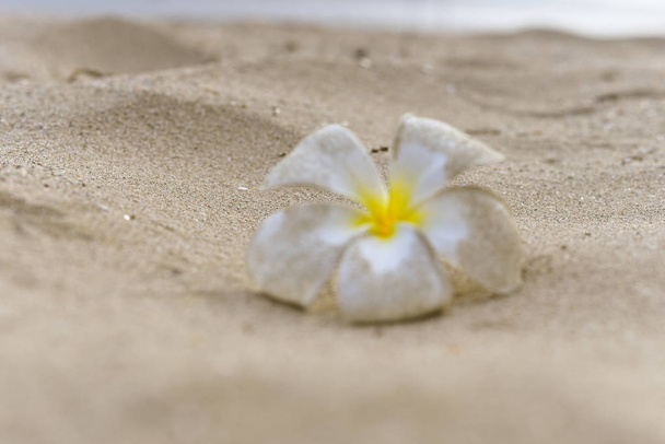 Beyaz Plumeria çiçek lekesi plajda kumla bulanıklaşmış. Frangipani 'ye yakın çekim. Yalnız kavram. Hayat ilham konsepti. Alıntı mesajı. Boşluğu kopyala. - Fotoğraf, Görsel