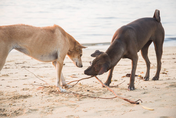 Dogs playing with stick on sand. Dog Lover couple concept. Love concept. Valentine day. - Valokuva, kuva