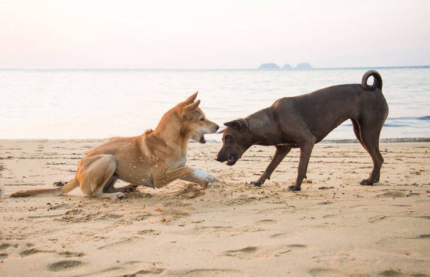 perro marrón con perro negro peleando en la playa en la hora del atardecer
. - Foto, Imagen