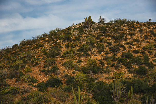 Los Cabos, México, carretera hermosa vista, cactus, paisaje. - Foto, imagen