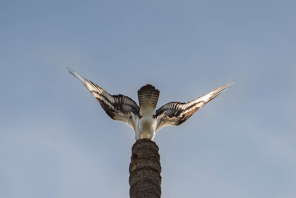 Close up of a the back of a Mexican Hawk posing at the top of a tall palm tree trunk - Photo, Image