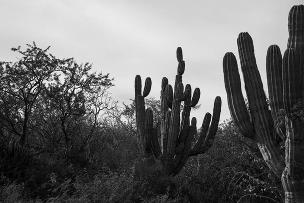 Όμορφη θέα στο Λος Κάμπος του Μεξικού, Cactus Field βρίσκεται δίπλα στην εθνική οδό - Φωτογραφία, εικόνα