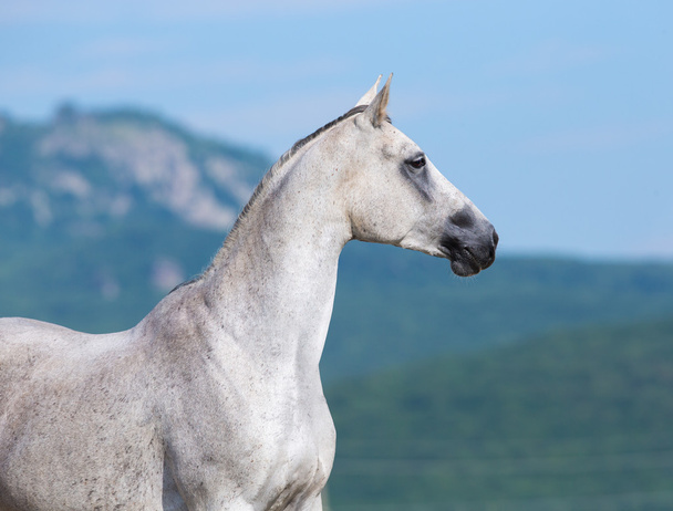 Арабийская лошадь - Фото, изображение