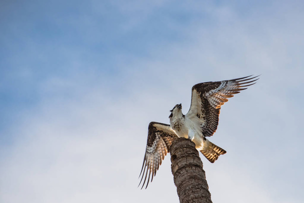 Közelkép Fénykép egy mexikói Hawk leszállás tetején egy magas pálmafa törzs - Fotó, kép