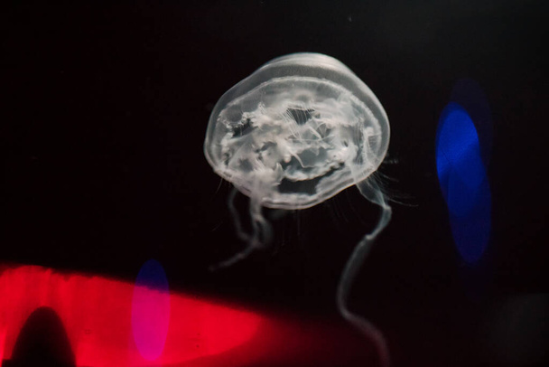Macro Gros plan d'une méduse à l'arrière plan - Photo, image