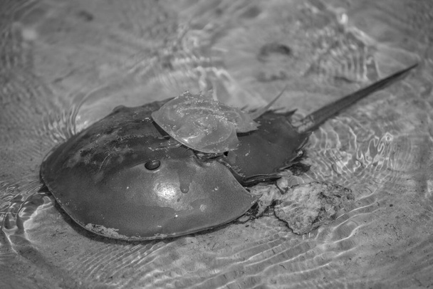 Krab podkovy na pobřeží, Bílý ostrov Mexiko - Fotografie, Obrázek
