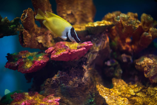 Bela cena marinha colorida / aquário - Foto, Imagem