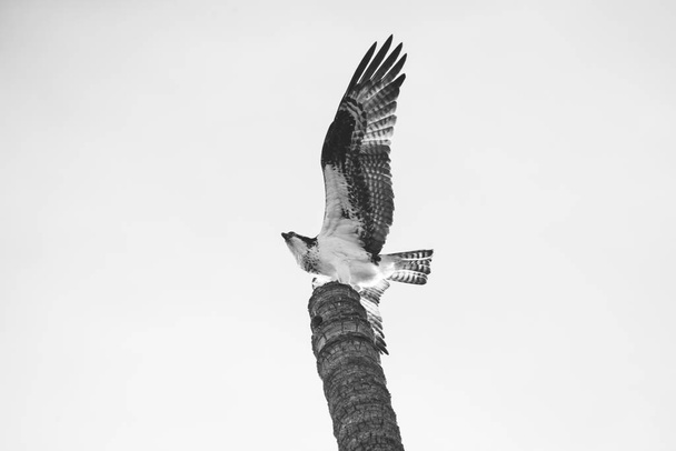 Снимок мексиканского ястреба, взлетающего с верхушки высокого ствола пальмы - Фото, изображение