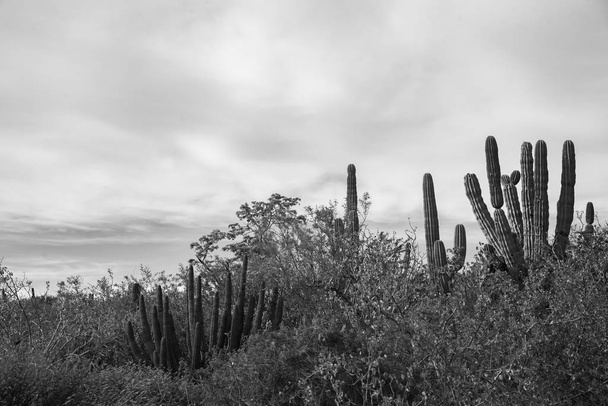 Los Cabos, Mexico , highway beautiful view, cactus, landscape - Valokuva, kuva