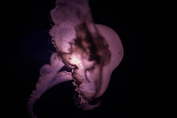 Macro Cerrado de una medusa en segundo plano - Foto, imagen