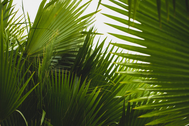 Gros plan sur le détail d'un palmier - Photo, image