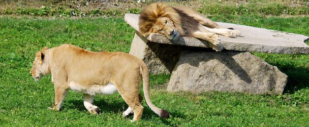 El león es uno de los cuatro grandes felinos del género Panthera, y miembro de la familia Felidae. Con algunos machos que superan los 250 kg (550 lb) de peso, es el segundo gato vivo después del tigre. - Foto, imagen