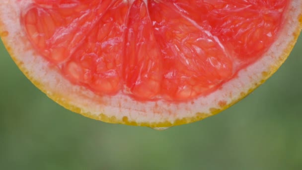 Close-up of a drop of juice or water dripping and dripping with ripe slices of grapefruit on a natural green background - Felvétel, videó