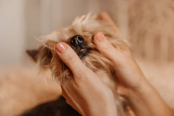 close up of a yorkshire terrier dog nose indoors - Fotó, kép