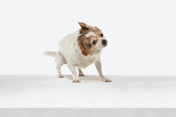 Studio shot of Chihuahua companion dog isolated on white studio background - Foto, immagini