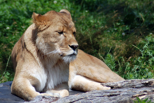 De leeuw is een van de vier grote katten uit het geslacht "Panthera". Met enkele mannetjes van meer dan 250 kg (550 lb) in gewicht, is het de op een na grootste levende kat na de tijger - Foto, afbeelding