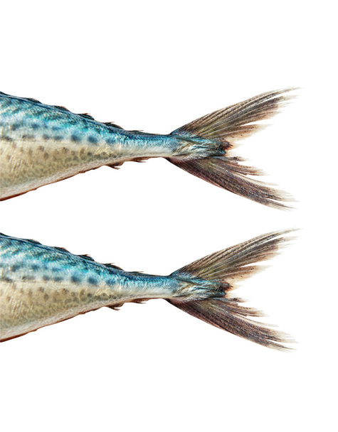 makreel op witte achtergrond, met uitknippad - Foto, afbeelding