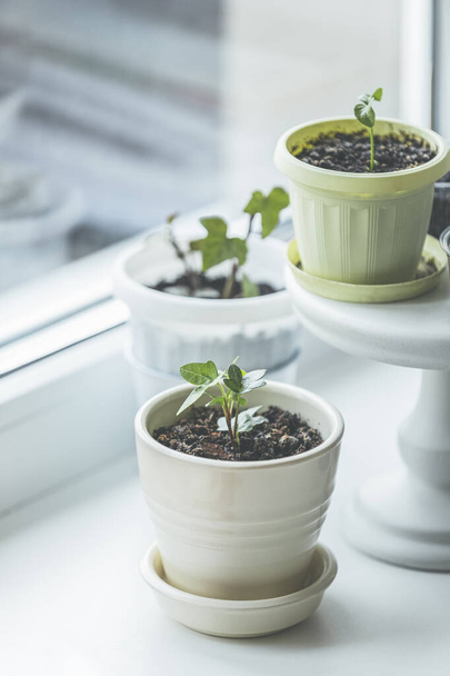 Home gardening ivy and tangerine sprout in ceramic flowerpot greenhouse plants on windowsill, close up. Beautiful plants in stylish flowerpots on windowsill. Home decor. - Фото, изображение