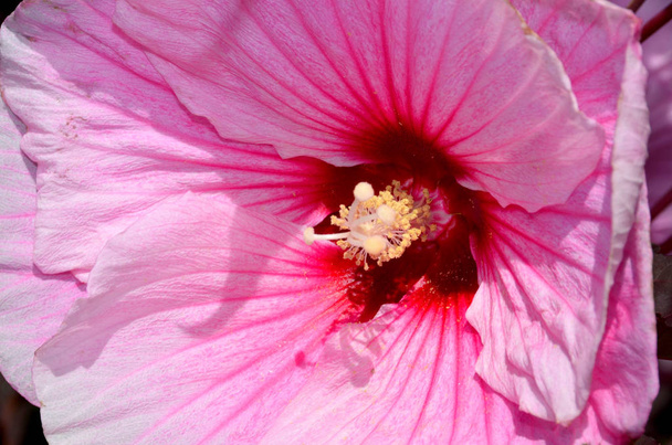 Hibiscus is a genus of flowering plants in the mallow family, Malvaceae. It is quite large, containing several hundred species that are native to warm-temperate, subtropical and tropical regions. - Photo, Image