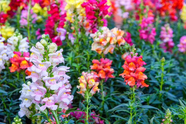 Krásné Antirrhinum majus dračí květ také známý jako Snap draci a Tagetes patula (francouzské Marigolds) kvete v zahradě. - Fotografie, Obrázek