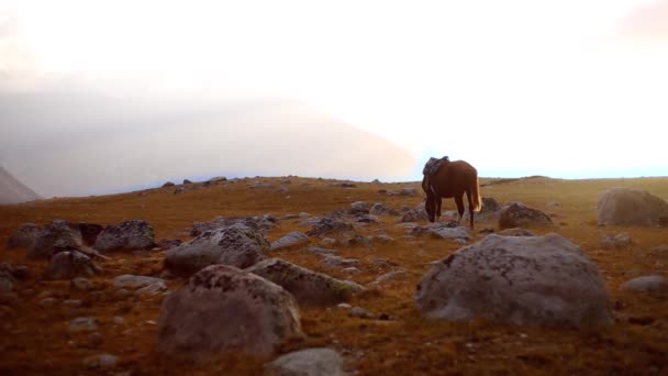 Ein Pferd frisst bei Sonnenuntergang Gras in den Bergen. Schöne Tierwelt - Filmmaterial, Video