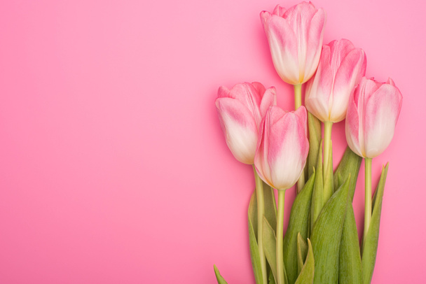 Top view of tulips on pink background - 写真・画像
