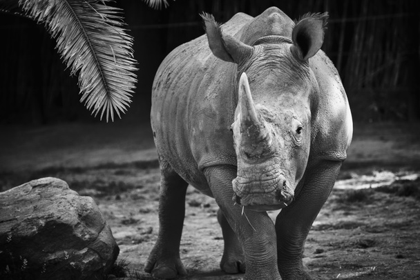 rinoceronte blanco y negro
 - Foto, Imagen